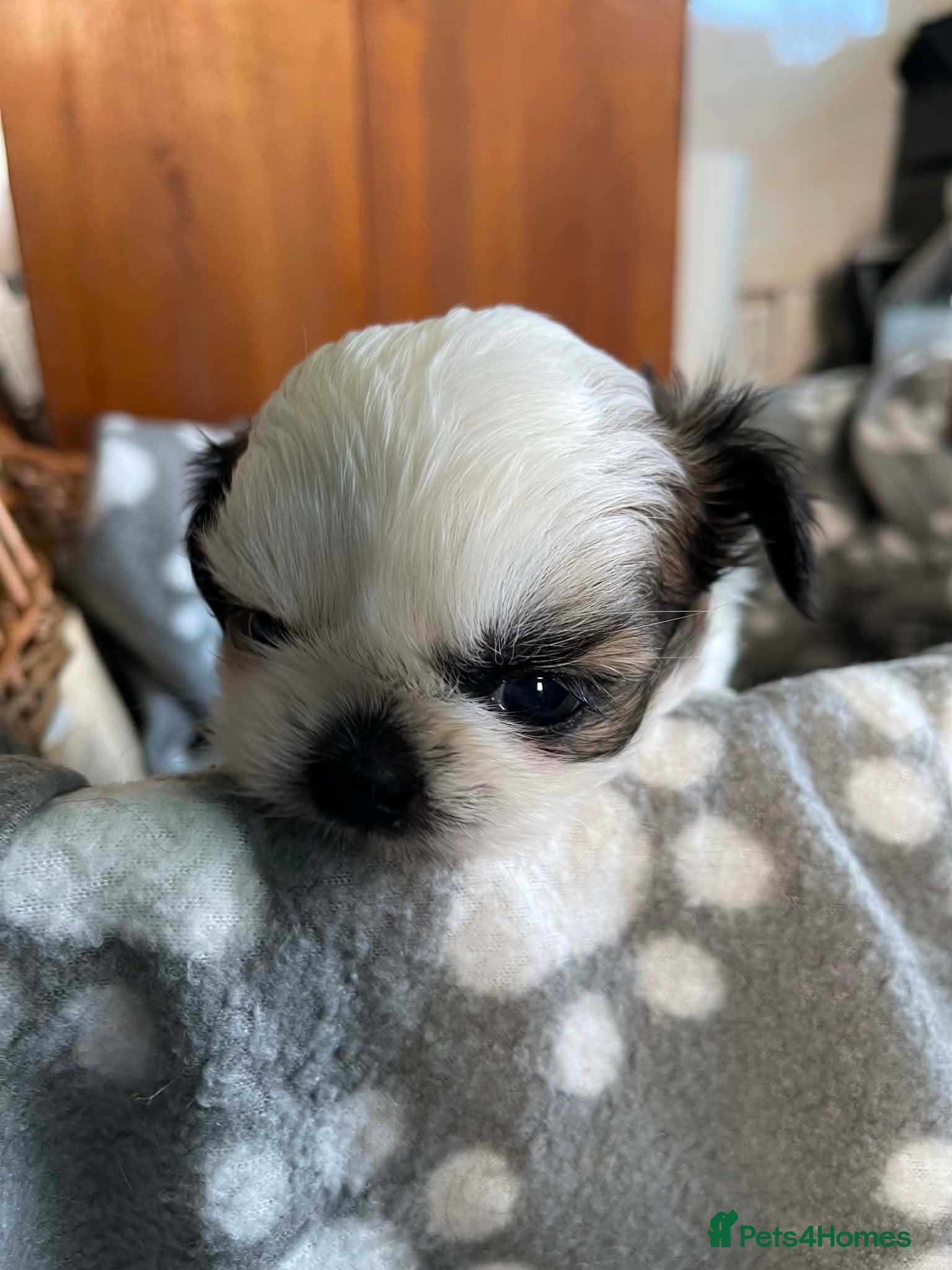 Shih Tzu dogs Imperial dobie shih tzu - Advert 1