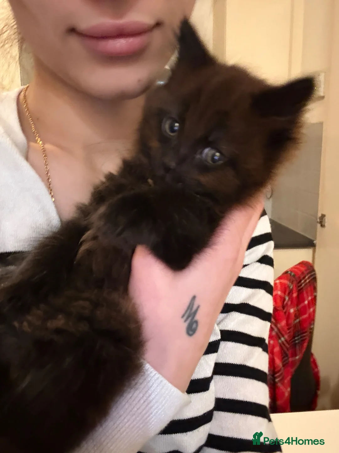 Mixed Breed cats for sale: Mixed tabby kittens for sale in Brentford - Advert 2