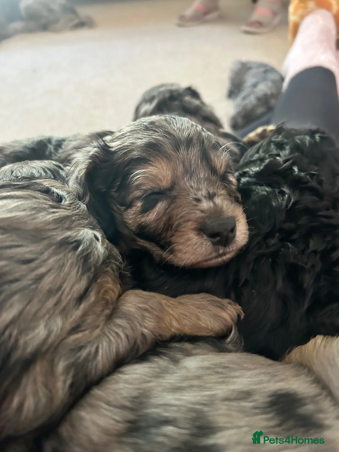 Cavapoo dogs for sale: Tri colour Cavapoo boy - Advert 2