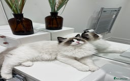 Ragdoll cats for sale: RARE TICA ENTIRE MALE SEAL POINT BICOL CHAMP BLOOD - Image 1