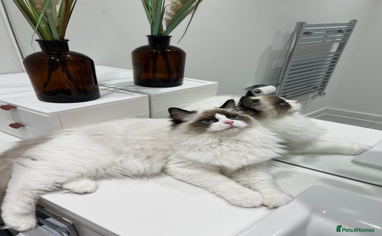 Ragdoll cats - Advert 1