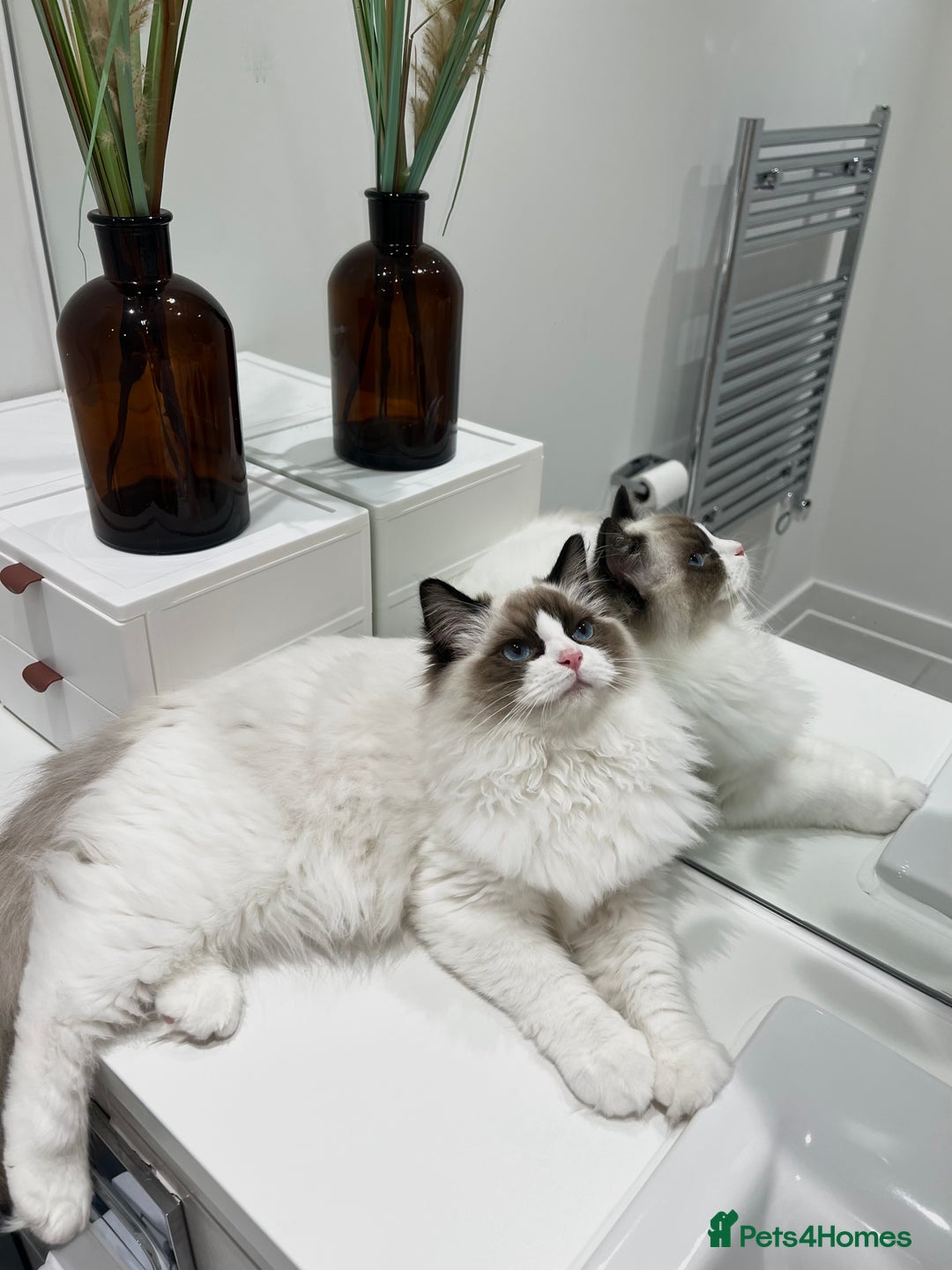 Ragdoll cats for sale: RARE TICA ENTIRE MALE SEAL POINT BICOL CHAMP BLOOD - Image 1