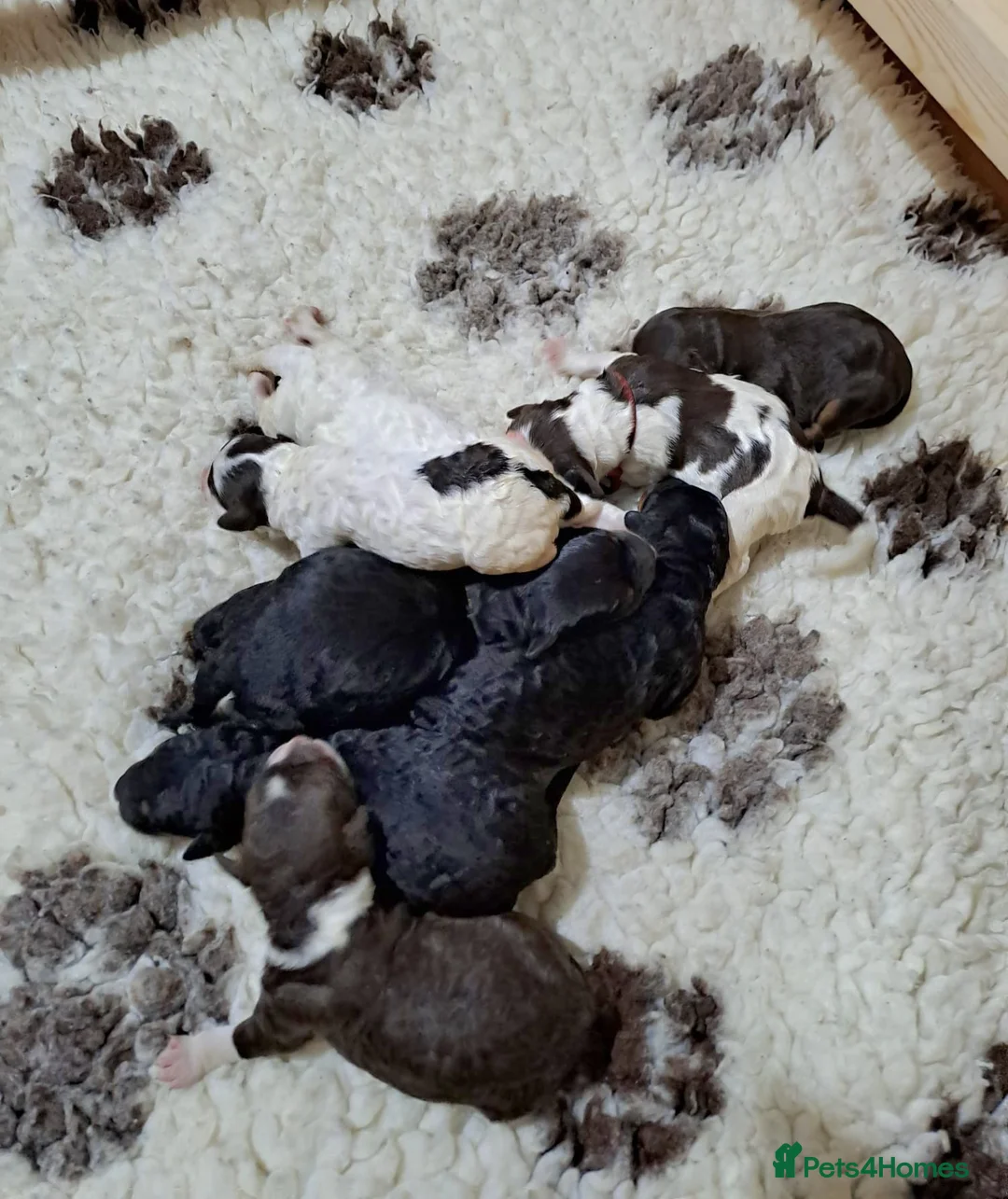 Bernedoodle dogs for sale: Stunning Bernedoodles💕DNA Health Tested Parents ! - Advert 10