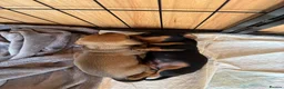 Miniature Dachshund dogs for sale: Miniature Dachshund Puppies - Advert 5