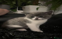 Mixed Breed cats for sale: Beautiful fluffy kittens for sale - Image 7