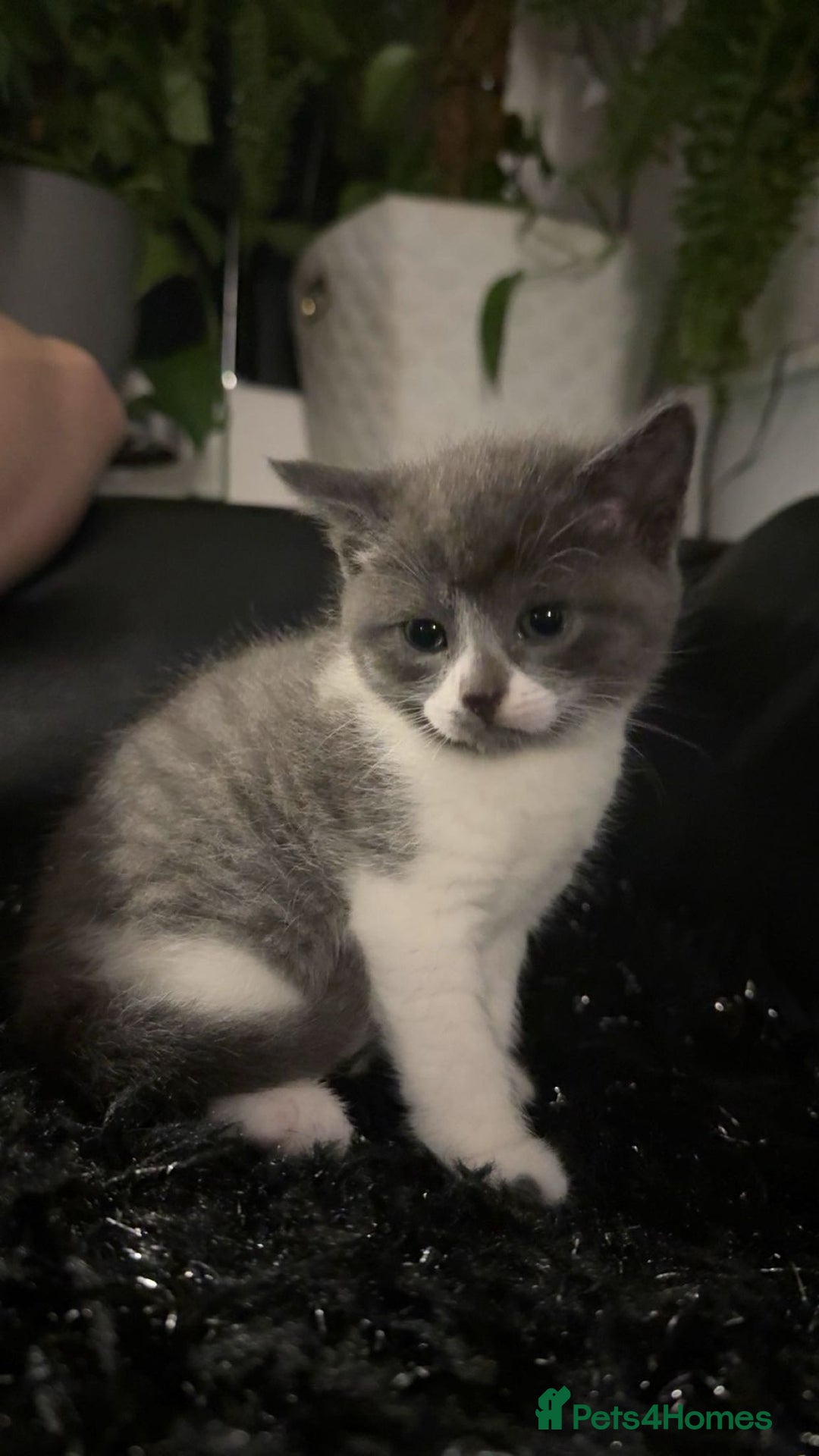Mixed Breed cats for sale: Beautiful fluffy kittens for sale - Image 7
