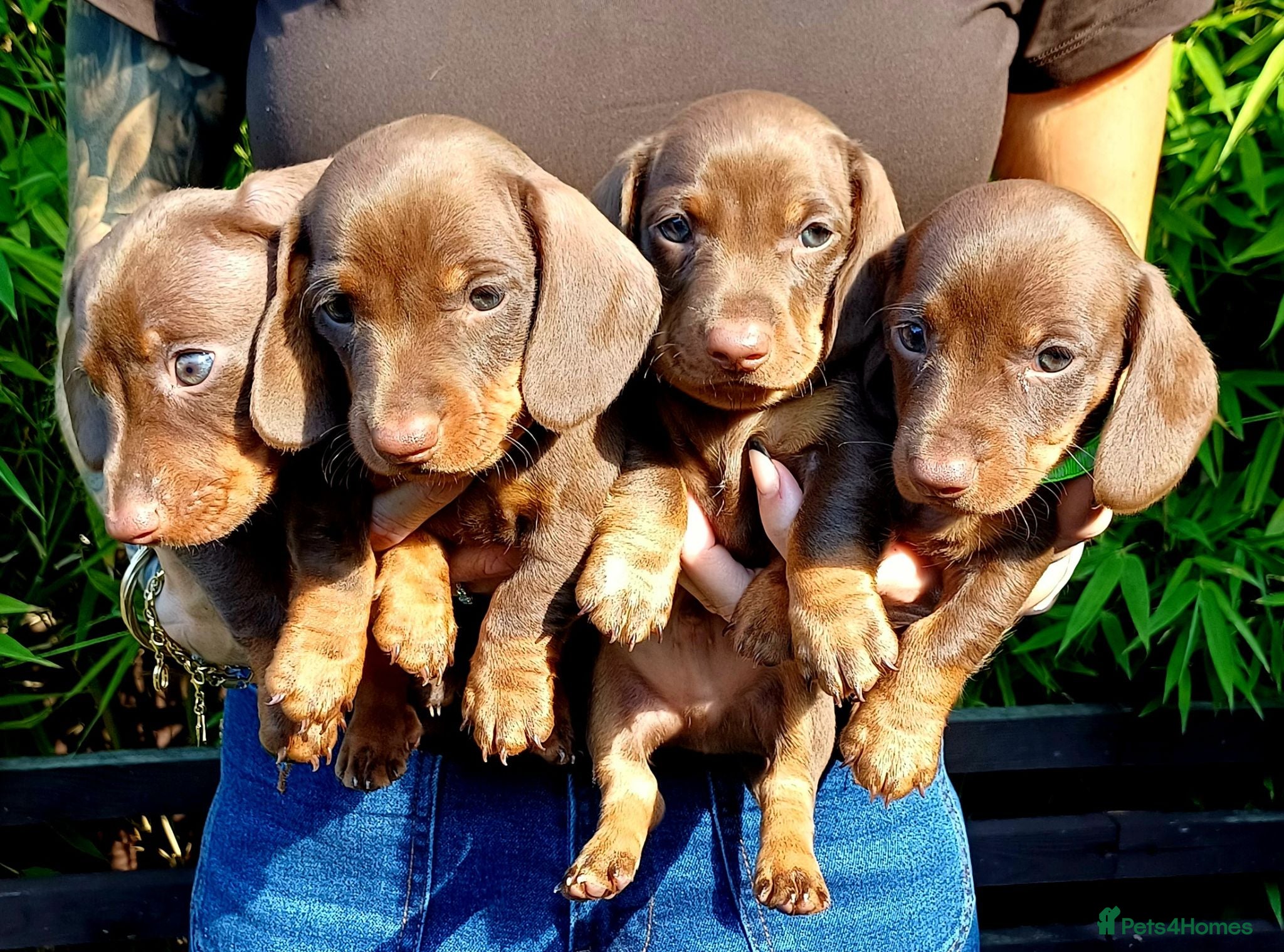 Miniature Dachshund dogs for sale: OUtSTANDING KC REGISTERED MINATURE DACHUNDS - Advert 1