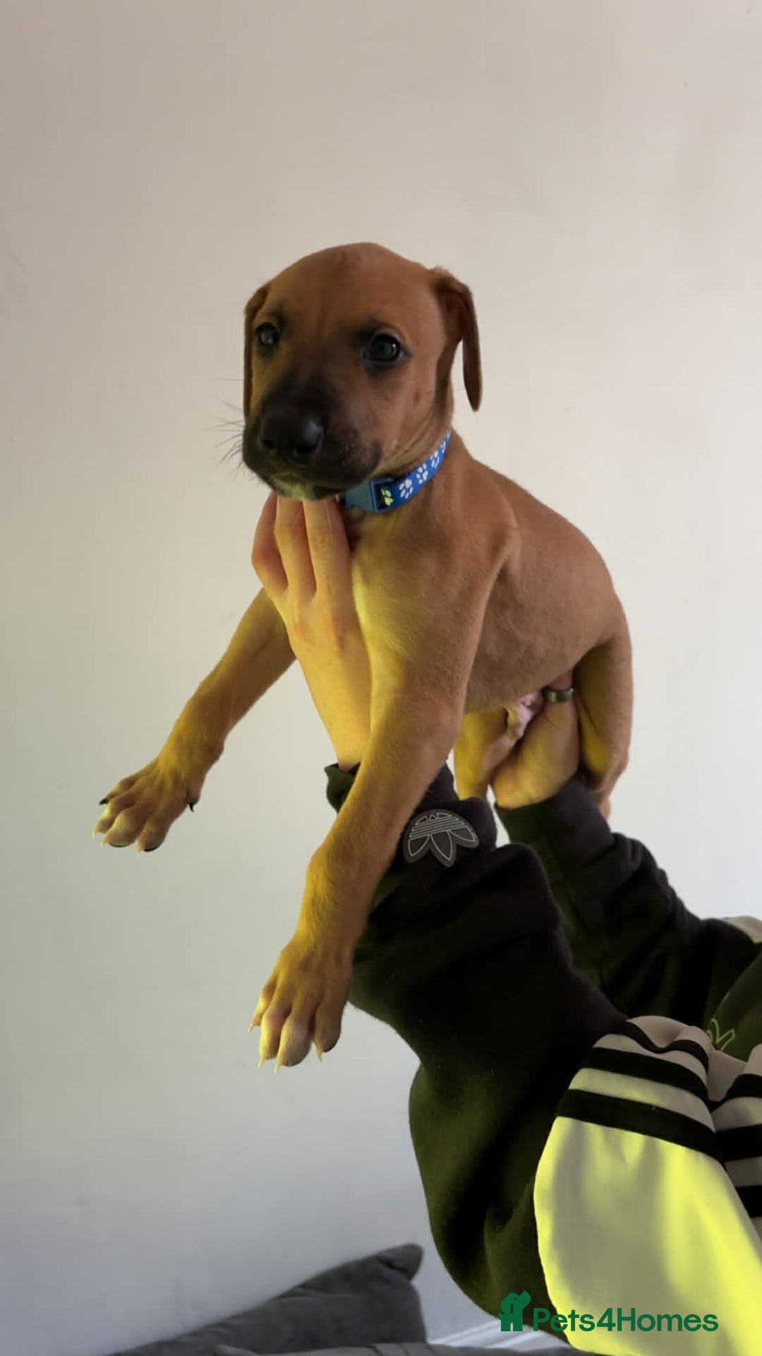 Lurcher dogs for sale: Saluki Bull Greyhound Puppies  - Advert 3