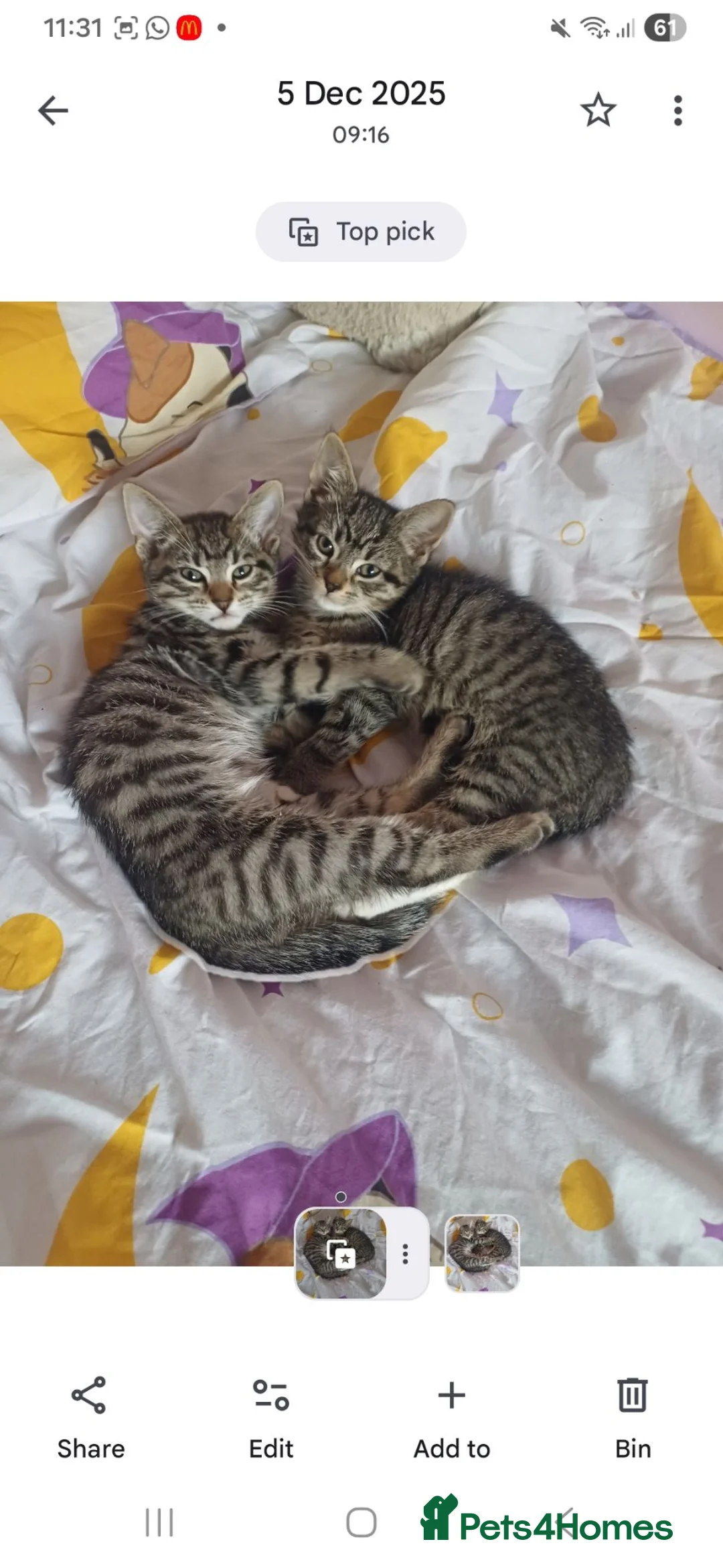 Mixed Breed cats for sale: X2 female tabby kittens in Basingstoke - Advert 21