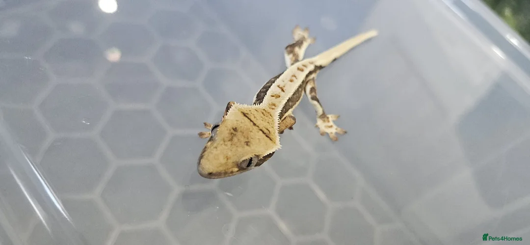 Gecko reptiles for sale: 🔥🔥❤️ Crested Geckos ❤️🔥🔥 - Advert 12