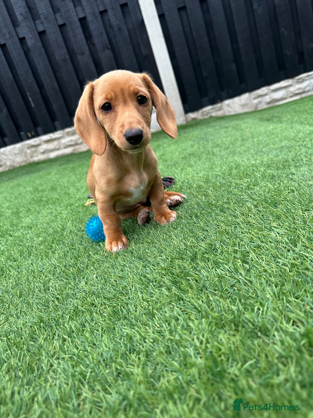 Miniature Dachshund dogs for sale: Miniture dachshund - Advert 3