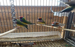 Finches birds for sale: Stunning Gouldian pairs  - Image 4