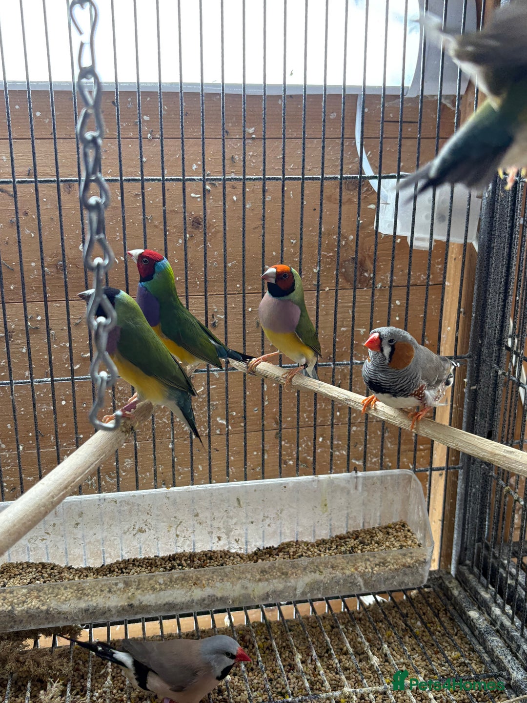Finches birds for sale: Stunning Gouldian pairs  - Image 4