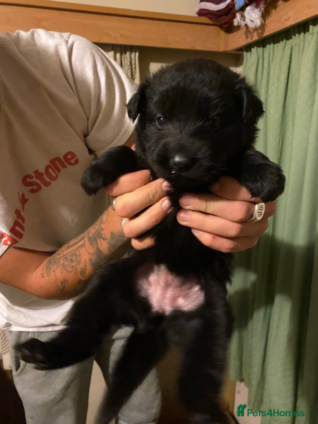 German Shepherd dogs for sale: 8 German shepherd puppies - Image 7