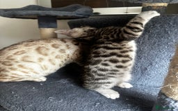 Bengal cats for sale: Stunning Silver & Charcoal Bengal Boys & Girls! - Image 4