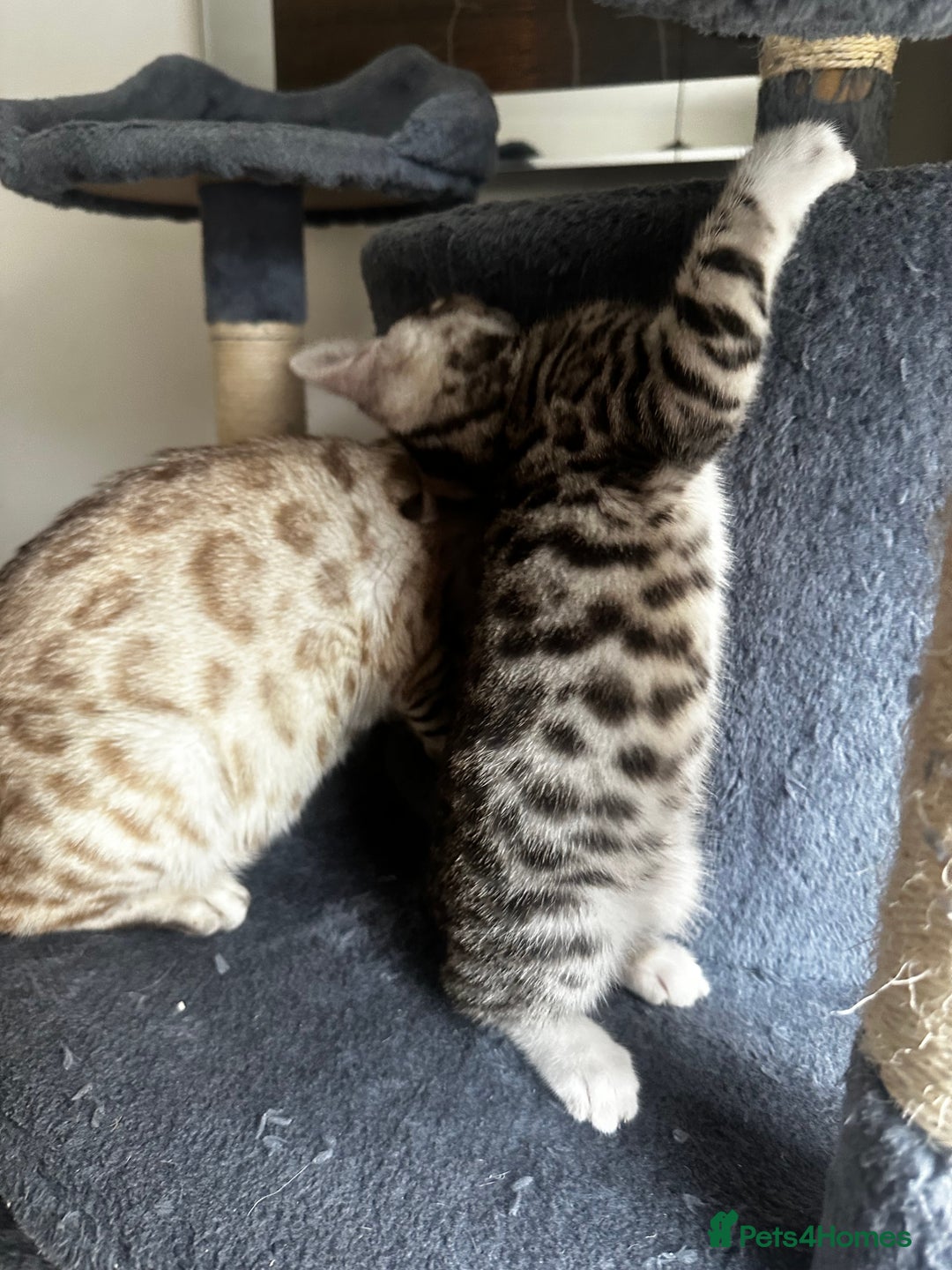 Bengal cats for sale: Stunning Silver & Charcoal Bengal Boys & Girls! - Image 4