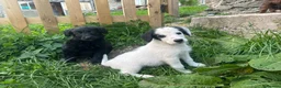 Bordoodle dogs for sale: Bordoodle 2 is the only remaining pup - Advert 12