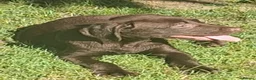 Labrador Retriever dogs for sale:  Fully vaccinated chocolate male lab pup ready now - Advert 26