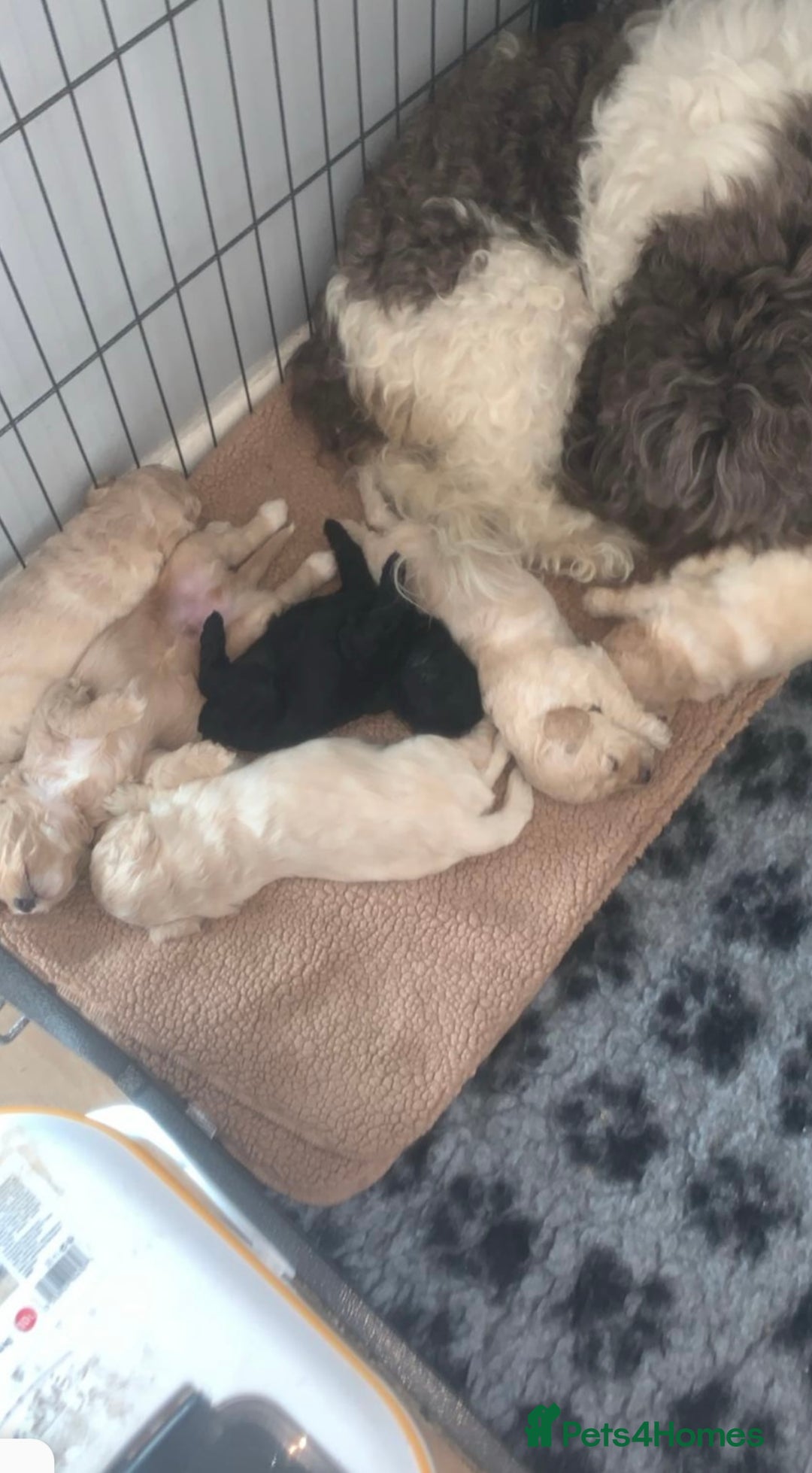 Cockapoo dogs for sale: F1B cockapoos ready for homes now  - Image 5