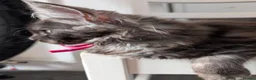 Maine Coon cats for sale: Large kittens growing nicely  - Advert 28