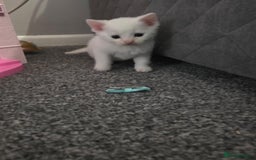 Turkish Angora cats for sale: Turkish angora kittens - Image 1