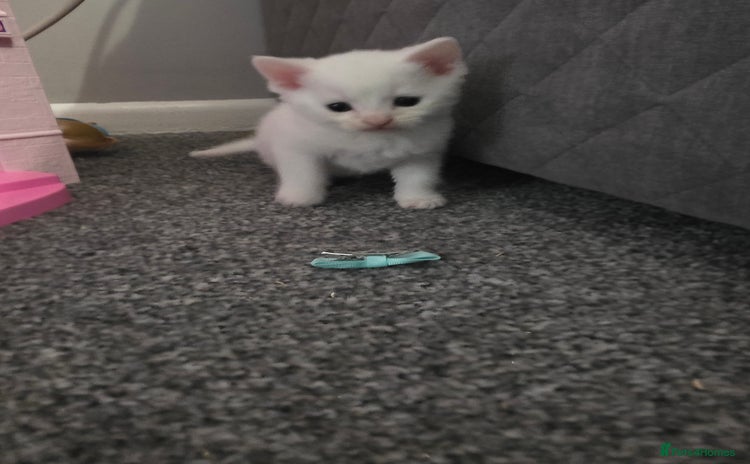 Turkish Angora cats - Advert 1