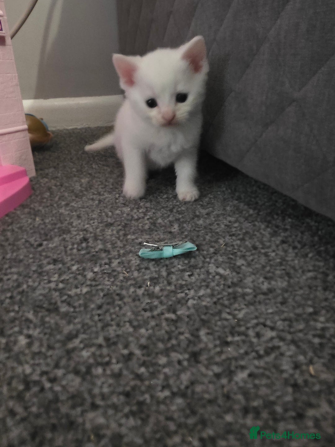 Turkish Angora cats for sale: Turkish angora kittens - Image 1
