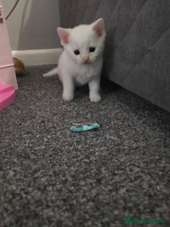 Turkish Angora cats - Advert 9