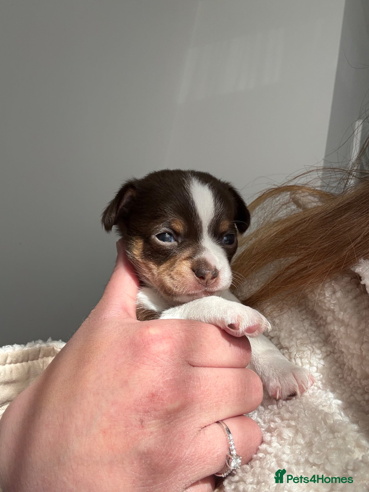 Chiweenie dogs Stunning puppies 1 girl 1 boy left! Chiweenie - Advert 10