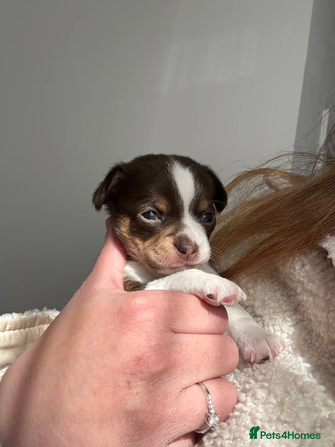 Chiweenie dogs for sale: Chiweenie pups! - Advert 1