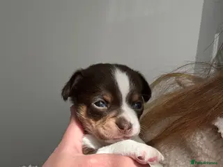 Chiweenie dogs Stunning puppies 1 girl 1 boy left! Chiweenie - Advert 10