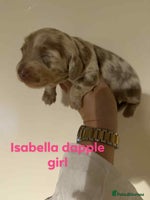 Miniature Dachshund dogs Miniature dachshund puppies kc reg - Advert 7