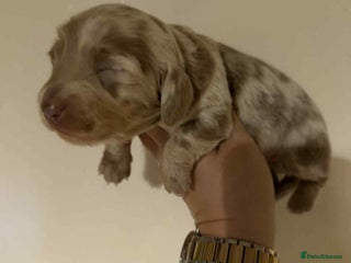 Miniature Dachshund dogs - Advert 19