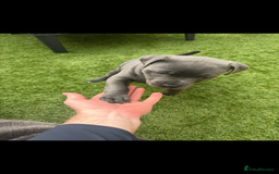 Staffordshire Bull Terrier dogs for sale: 🔷Top quality Pharaon puppy🔷 - Image 4