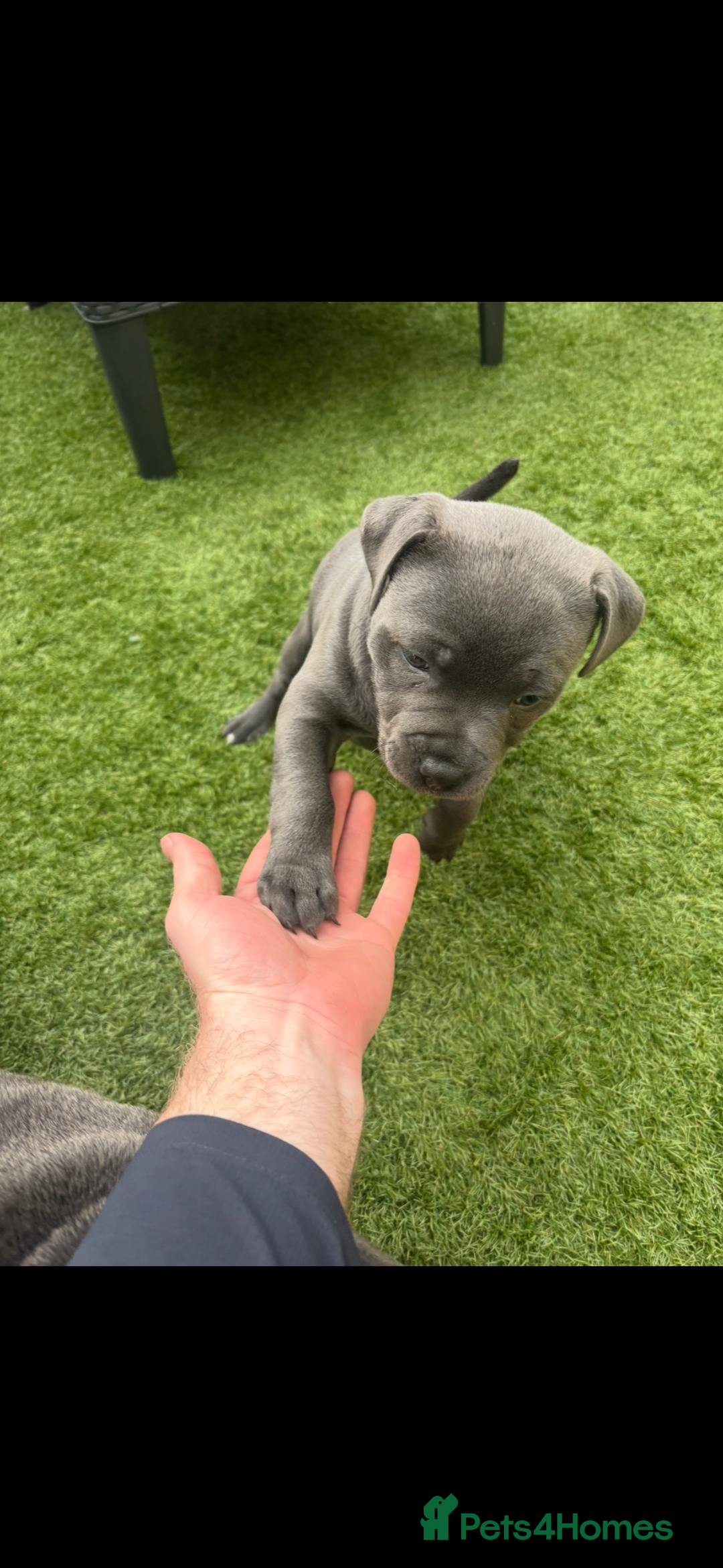 Staffordshire Bull Terrier dogs for sale: 🔷Top quality Pharaon puppy🔷 - Image 4