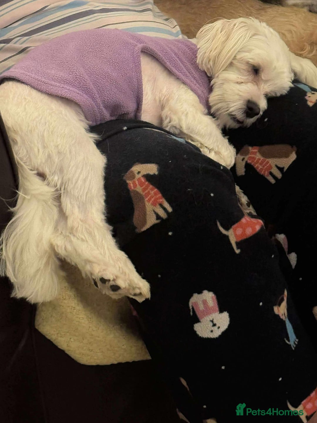 Maltipoo dogs for adoption: Ruby - Hingham Norfolk  - Advert 2