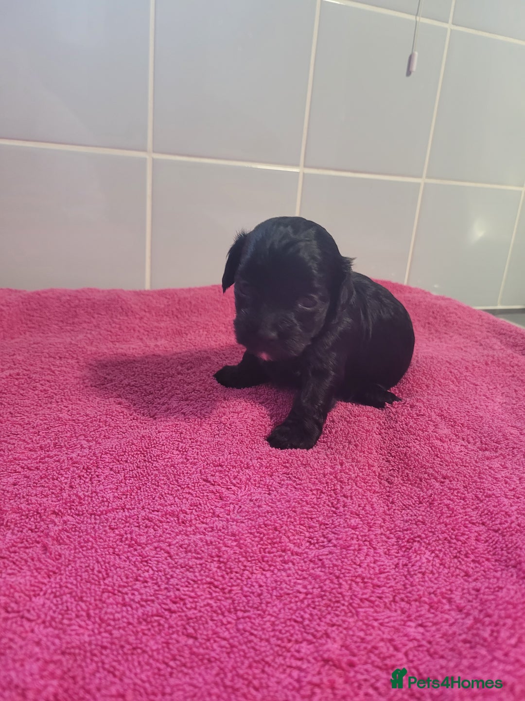 Mixed Breed dogs for sale: Cockapoo x shihpoo - Advert 7