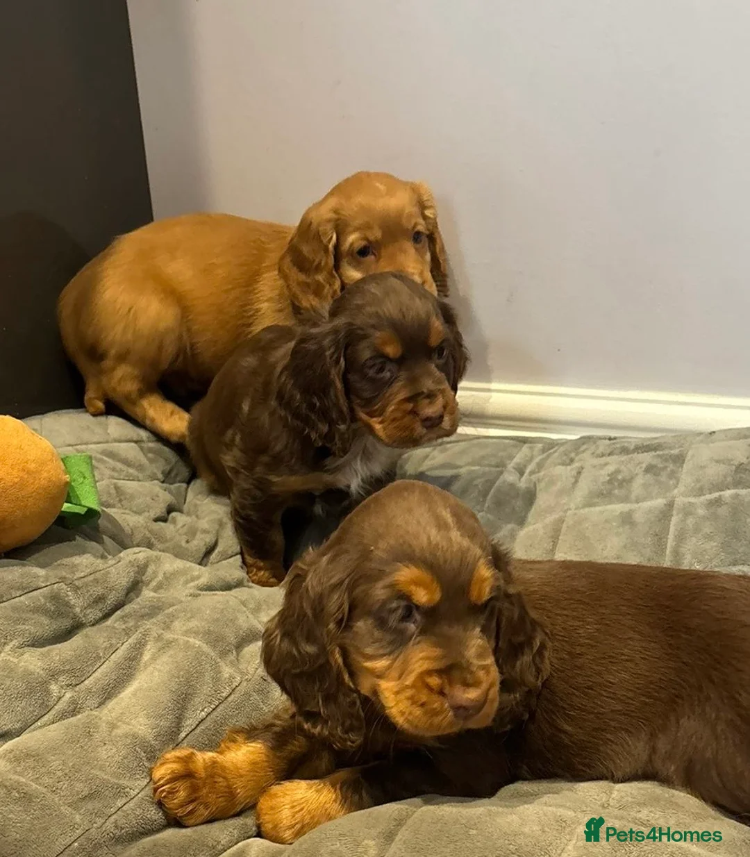 Cocker Spaniel dogs for sale: Cocker spaniel puppies in Bishop Auckland - Advert 1