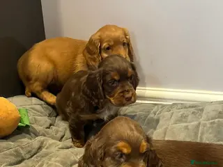 Cocker Spaniel dogs Cocker spaniel puppies - Advert 1