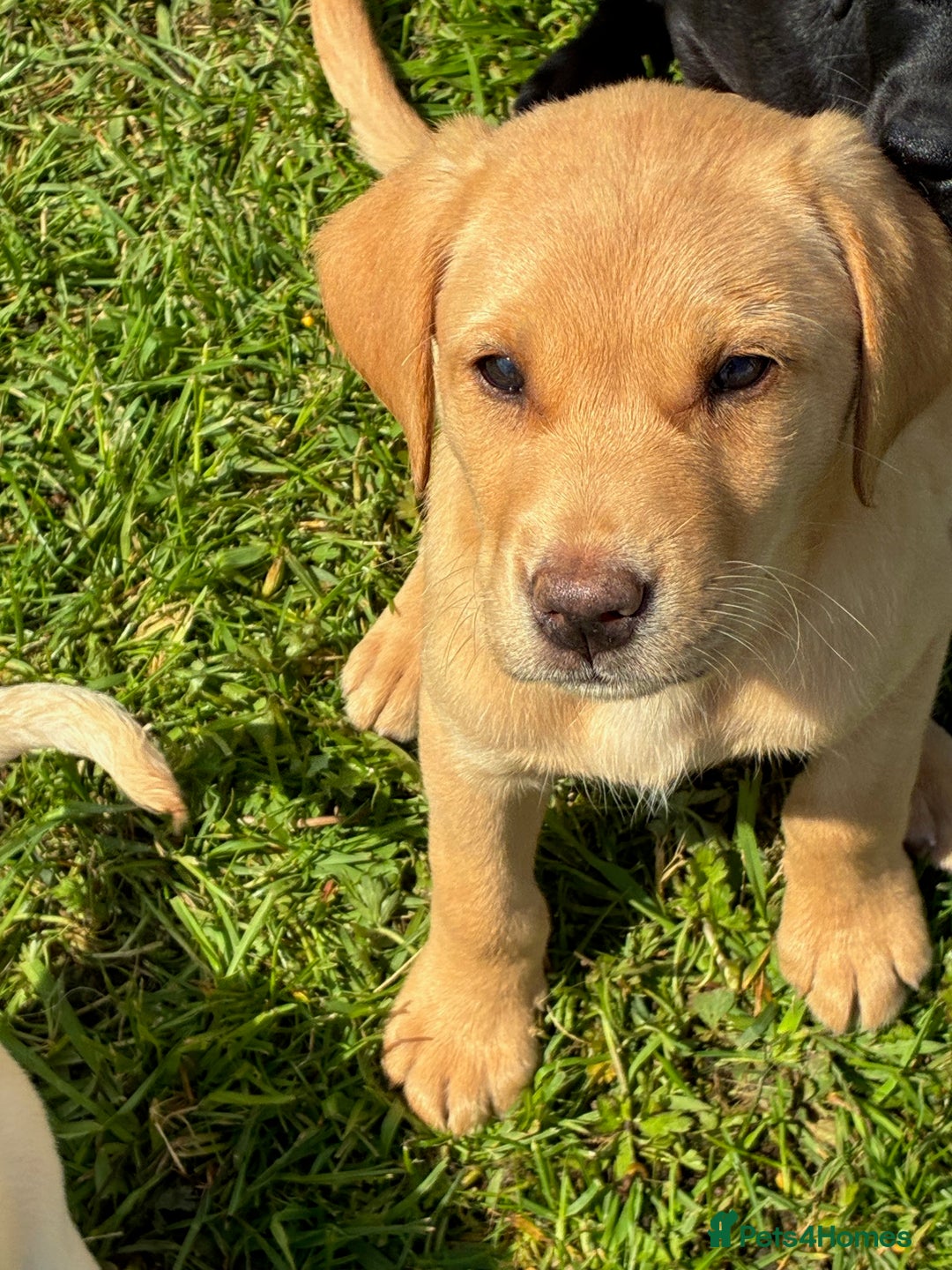 Labrador Retriever dogs for sale: KC registered fully health tested Labrador puppies in Biggar - Image 5