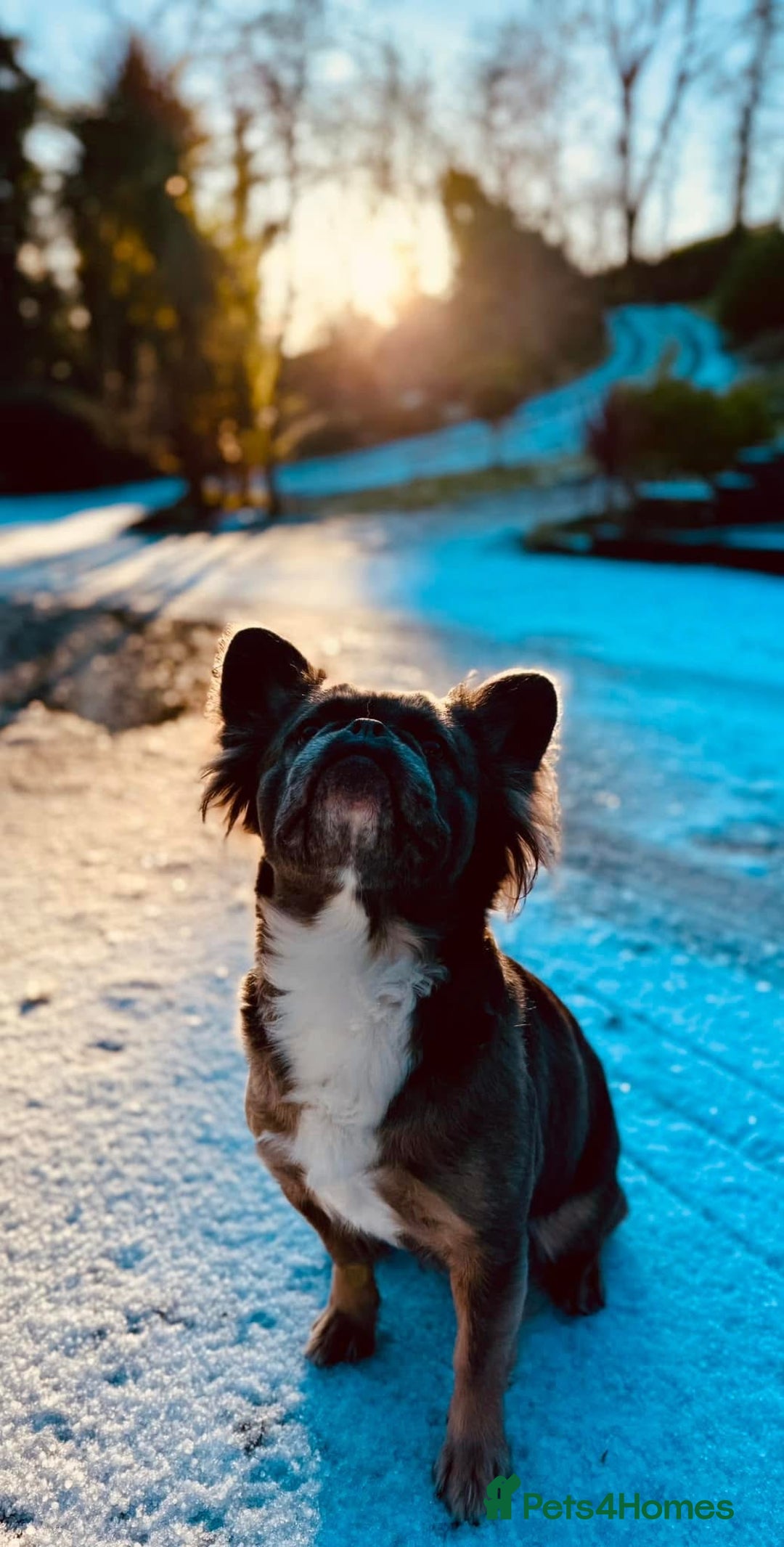 French Bulldog dogs for sale: FULL FLUFFY KC REG FRENCH BULLDOGS–MOTHER & SON  - Advert 8