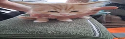 Mixed Breed cats for sale: 5. 8 weeks old kittens in Leicester - Advert 6