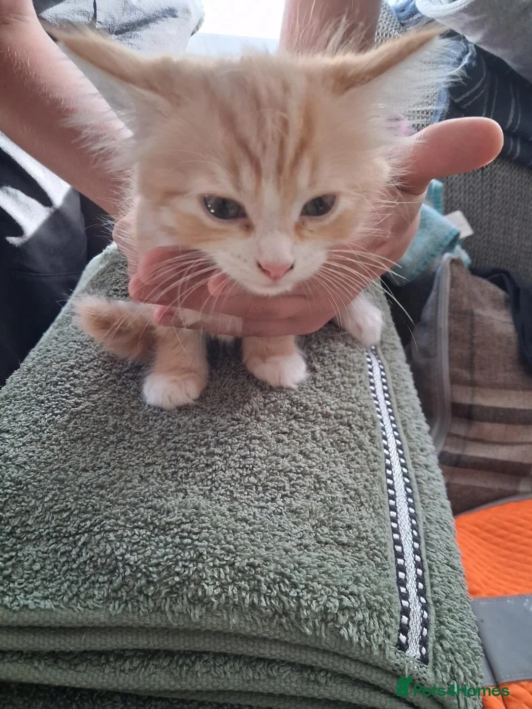 Mixed Breed cats for sale: 5. 8 weeks old kittens in Leicester - Advert 6