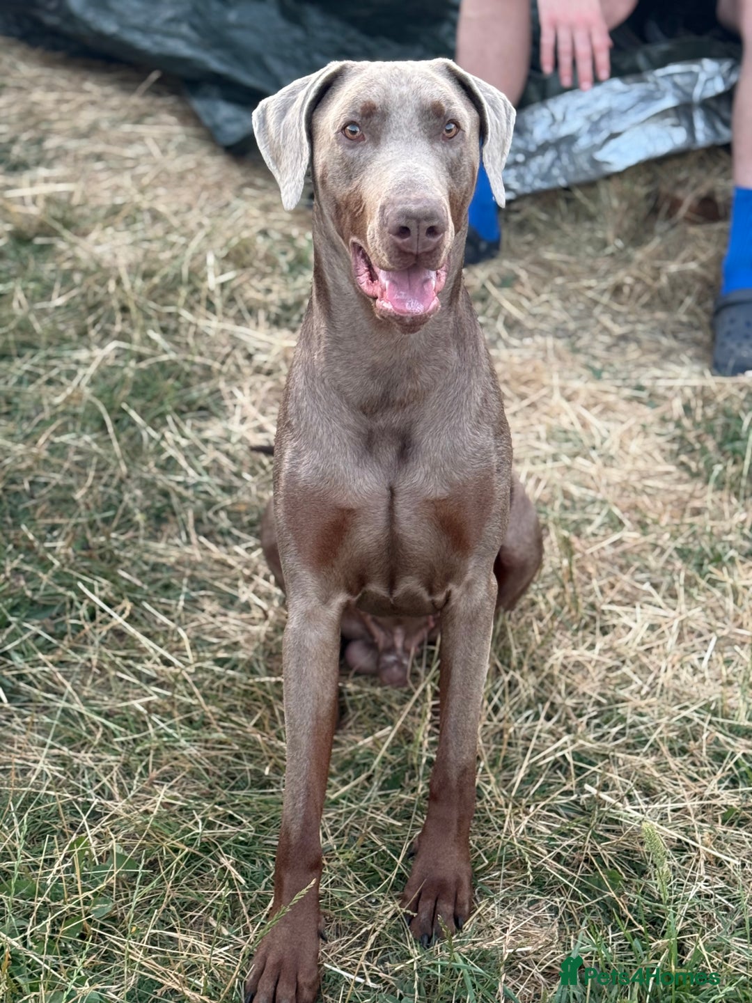 Dobermann dogs for sale: Selling our 2yr old male Doberman  - Advert 2