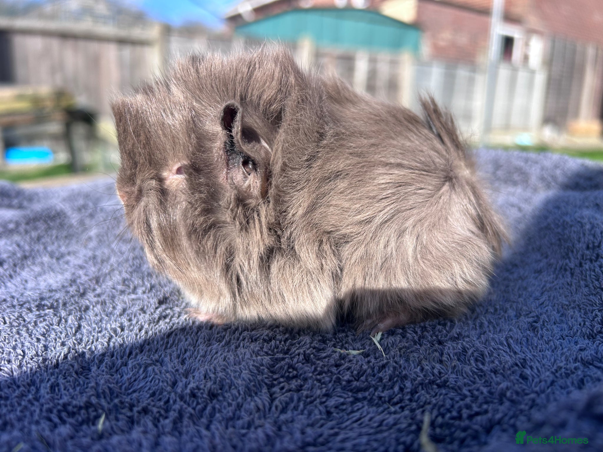 Guinea Pig rodents Beautiful long haired guinea pigs to reserve  - Advert 1