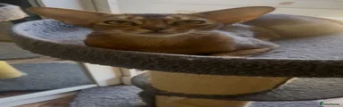 Abyssinian Kitten 2