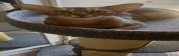 Abyssinian cats for sale: Gorgeous Abyssinians cats - Advert 5