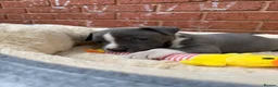 Staffordshire Bull Terrier dogs for sale: Grey Male Staffordshire Bull Terrier – 8 Weeks Old in Birmingham - Advert 4