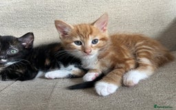 Mixed Breed cats for sale: Three stunning kittens for sale - Image 6