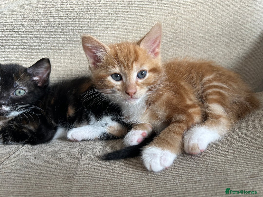 Mixed Breed cats for sale: Three stunning kittens for sale - Image 6